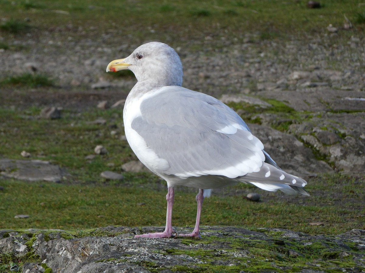 Glaucous-winged Gull - Steph Foraker