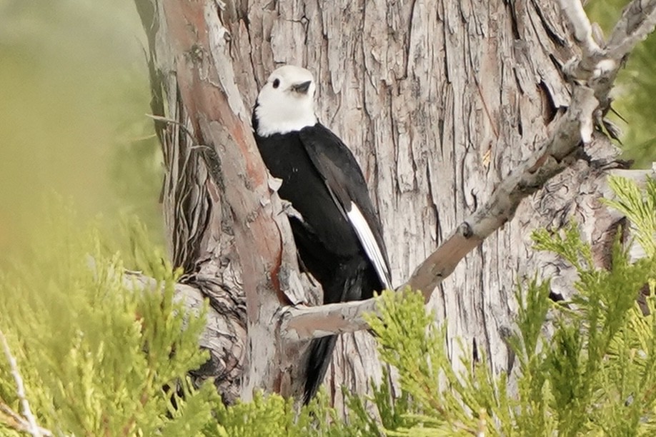 White-headed Woodpecker - Tom Cassaro