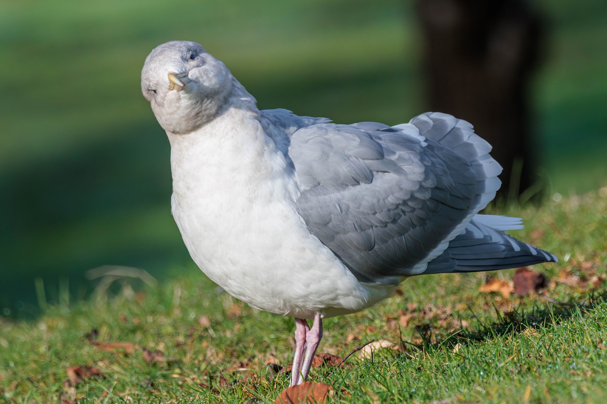 Glaucous-winged Gull - ML612908577