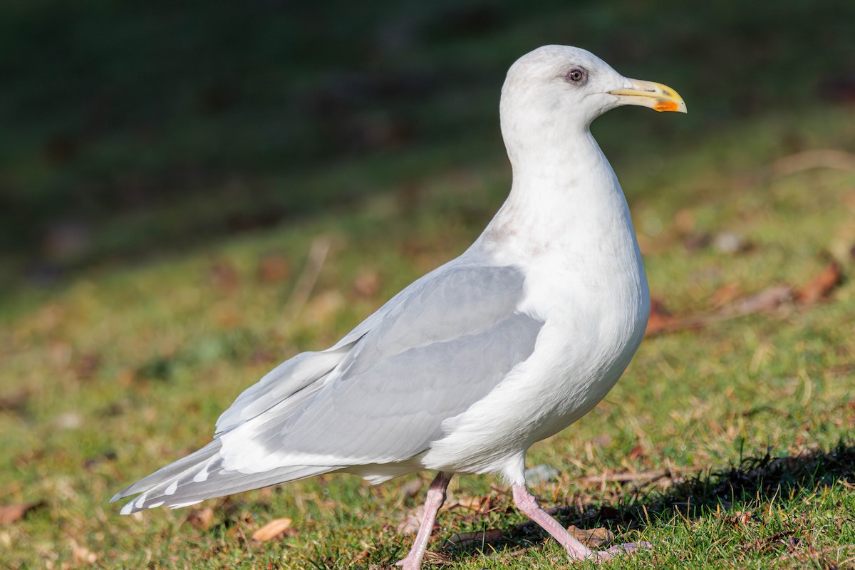 Glaucous-winged Gull - ML612908578