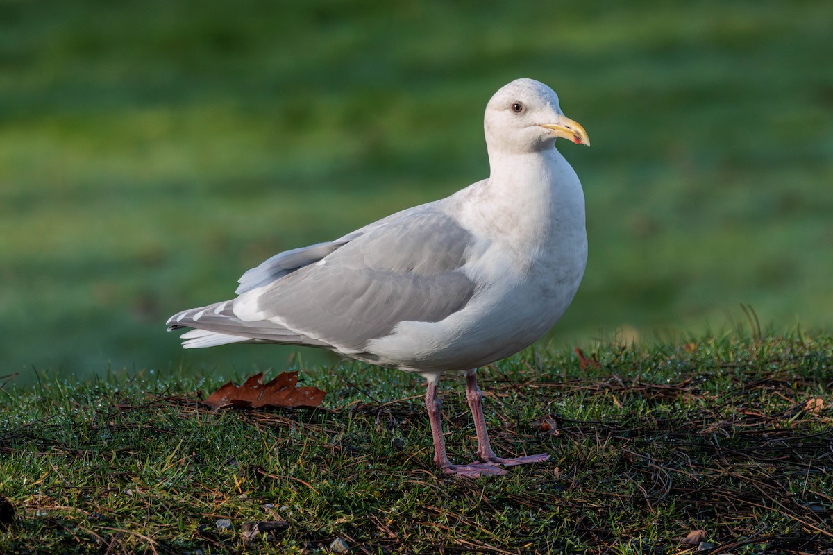 Glaucous-winged Gull - ML612908579