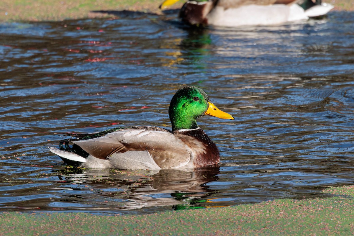 Mallard - Pierce Louderback