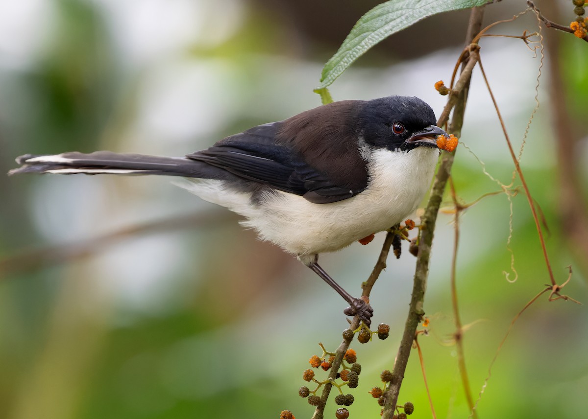 Black-backed Sibia - Ayuwat Jearwattanakanok