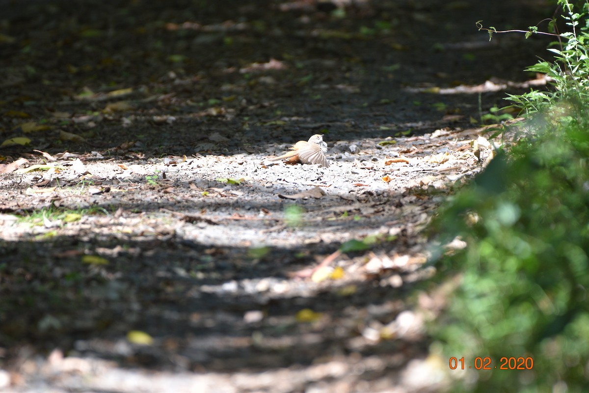 Australian Rufous Fantail - ML612908768