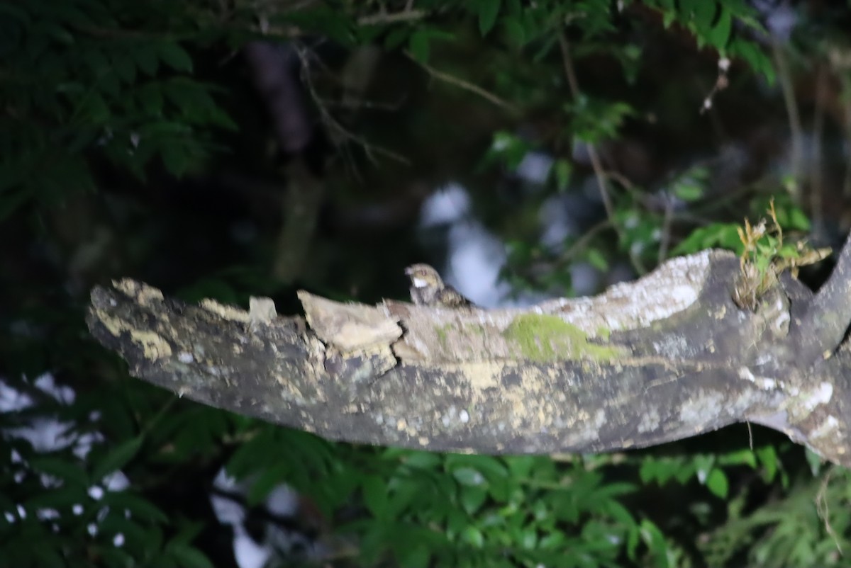 Philippine Nightjar - ML612908829