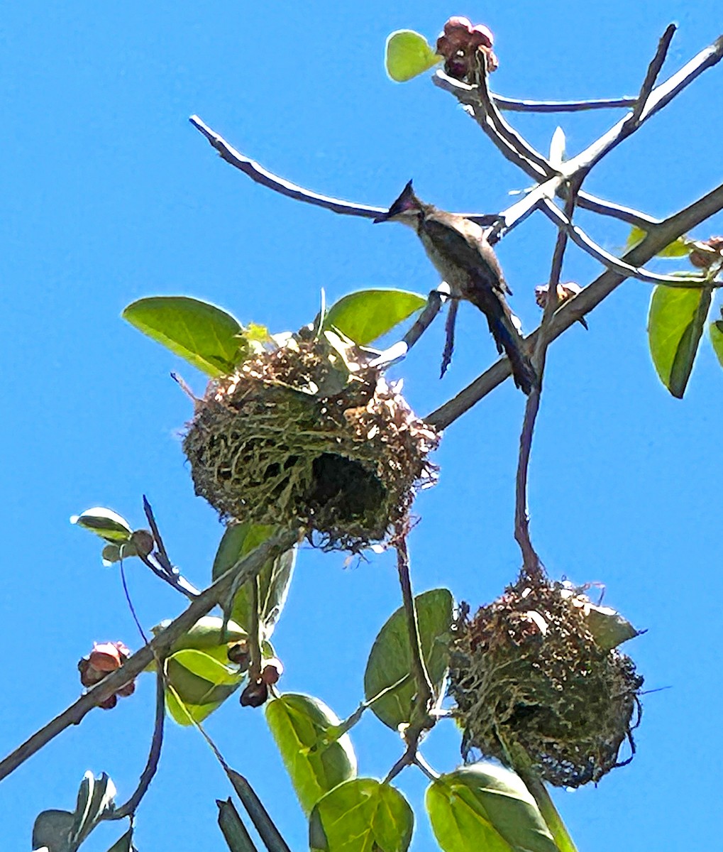 Bulbul orphée - ML612908837