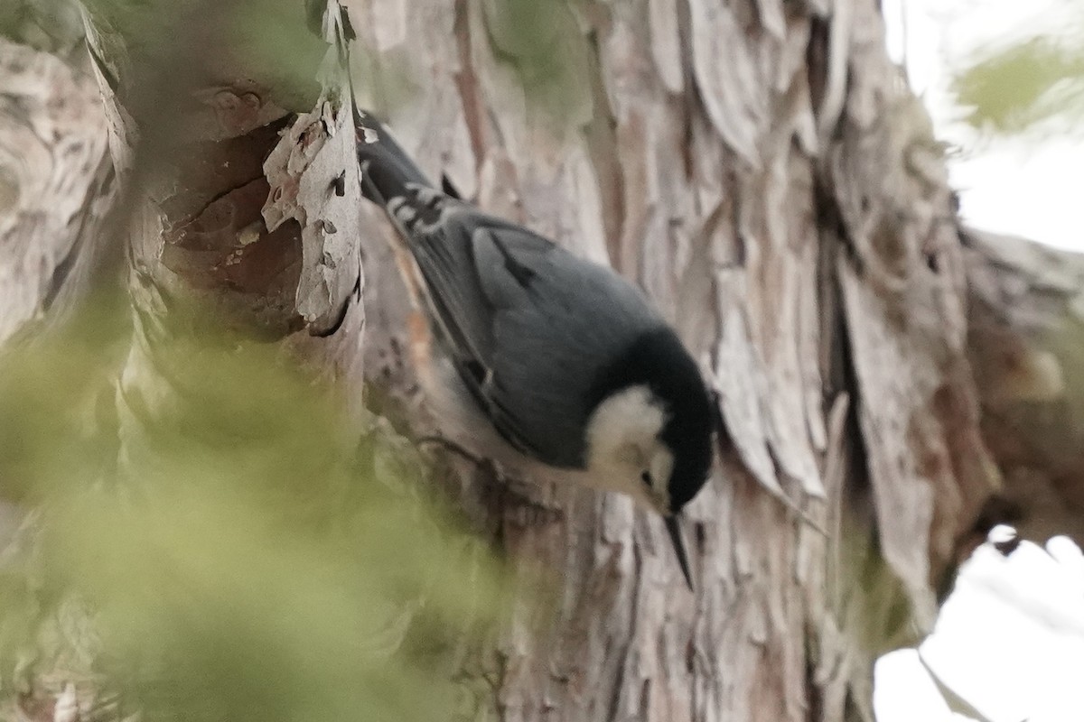 White-breasted Nuthatch - ML612908869