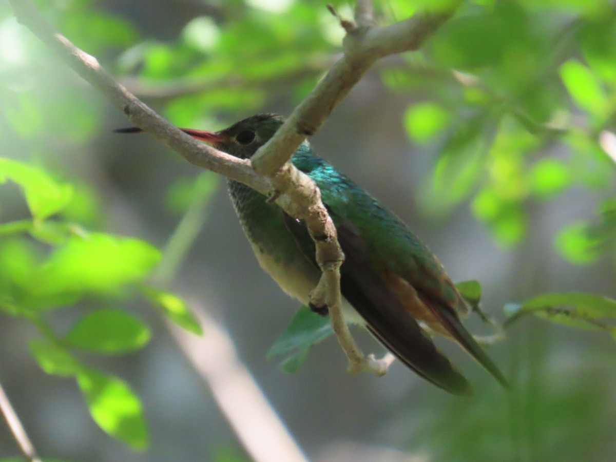 Buff-bellied Hummingbird - ML612908910