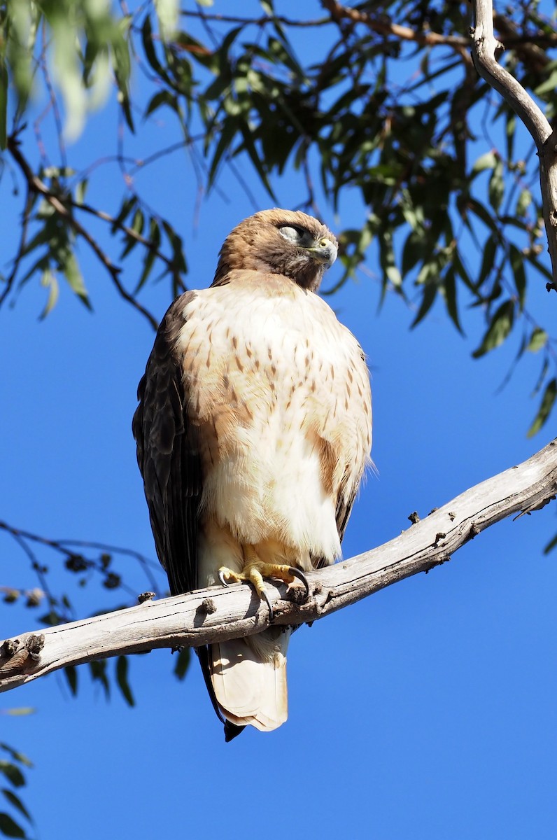 Red-tailed Hawk - ML612908964