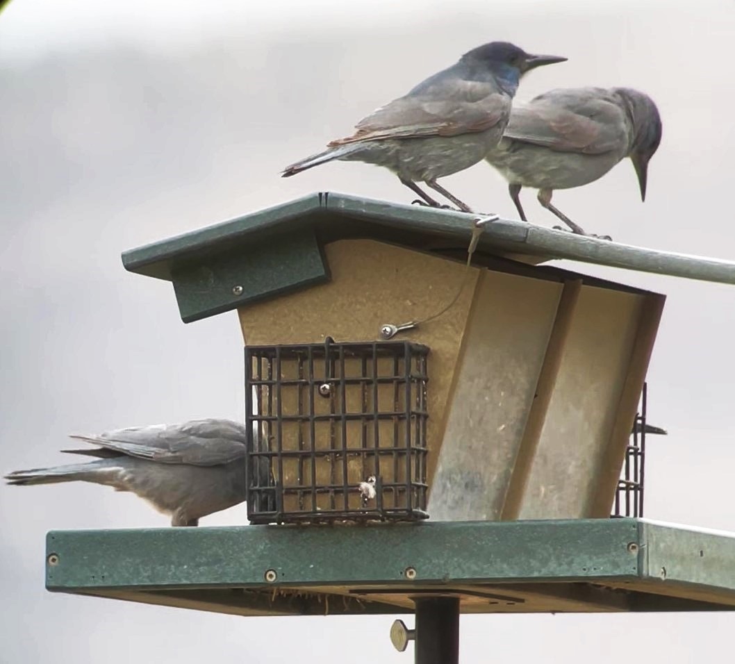 Pinyon Jay - ML612908965