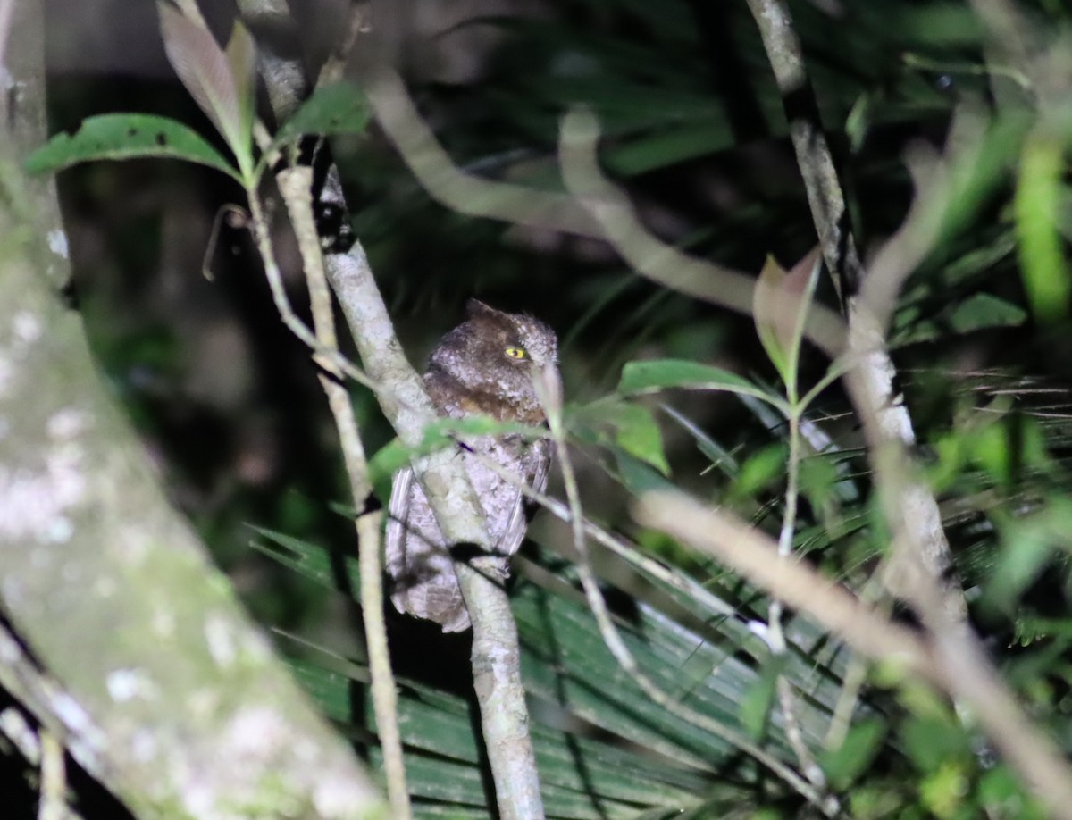 Luzon Scops-Owl - ML612909018