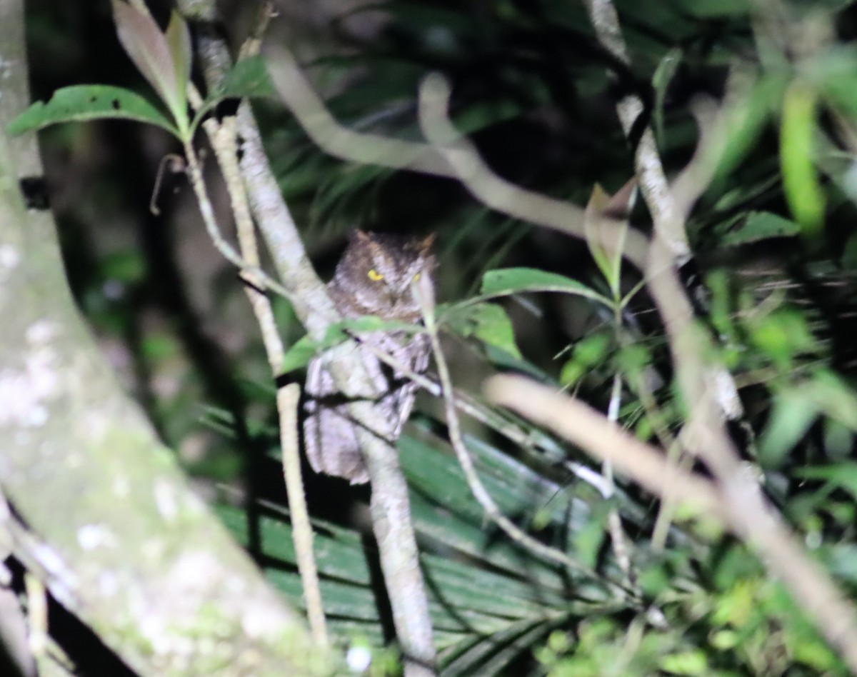 Luzon Scops-Owl - Thomas Plath