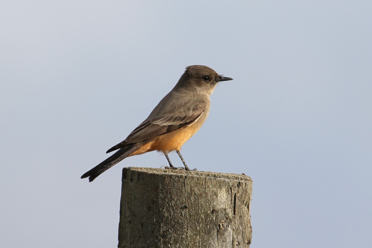 Say's Phoebe - ML612909046