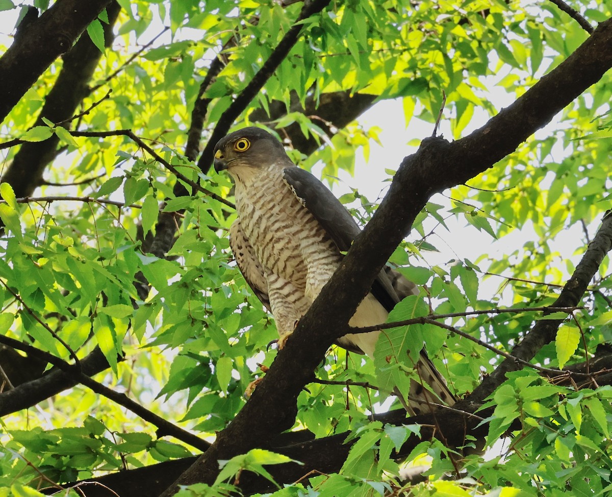 Japanese Sparrowhawk - Yacho Mashuu