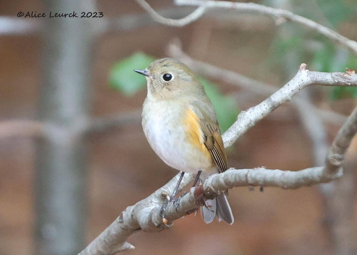 Red-flanked Bluetail - ML612909258