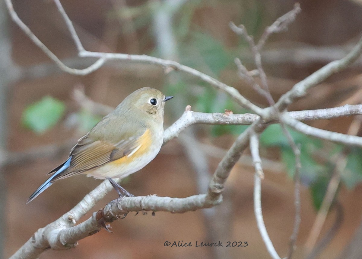 Red-flanked Bluetail - ML612909259