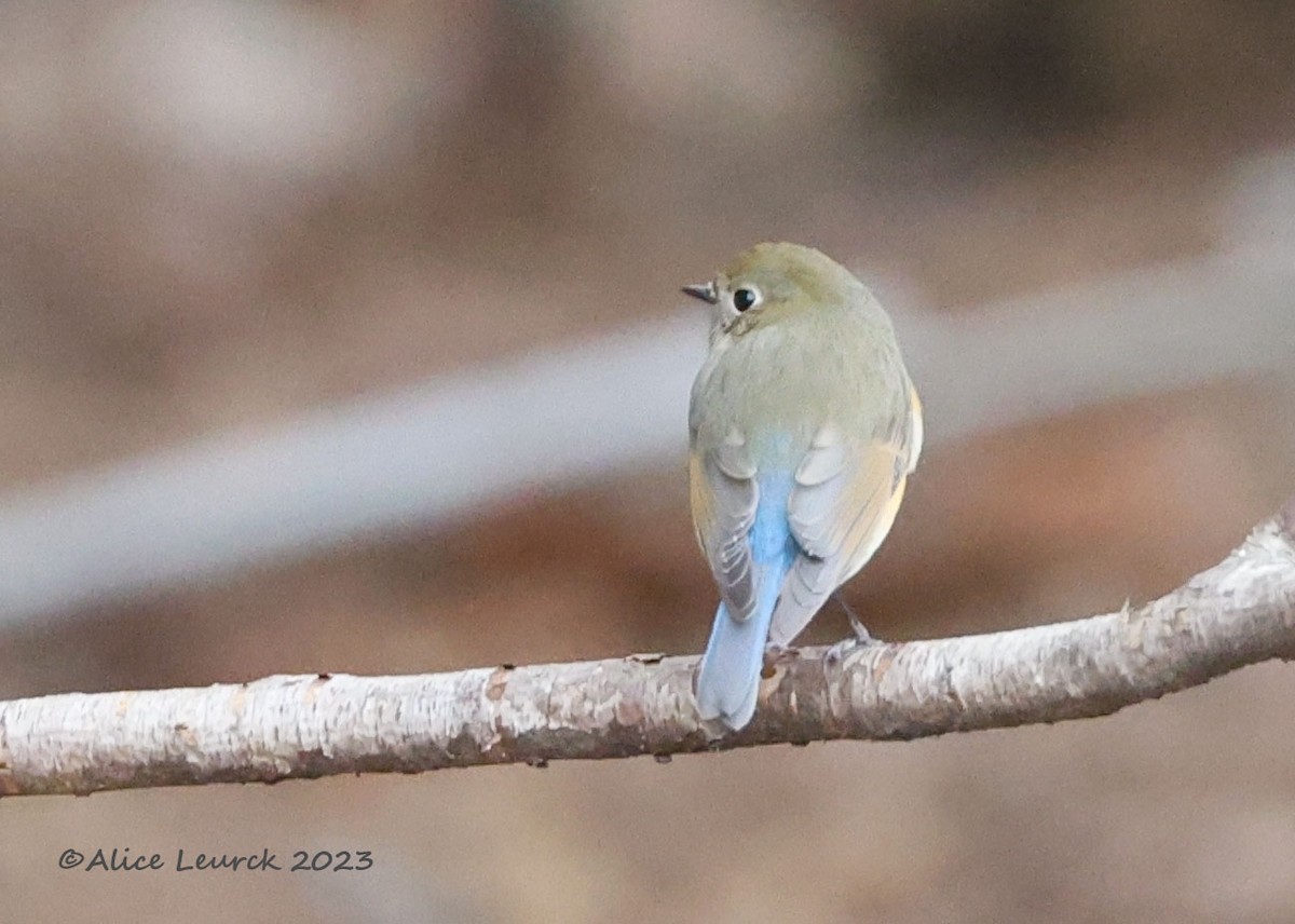 Red-flanked Bluetail - ML612909260