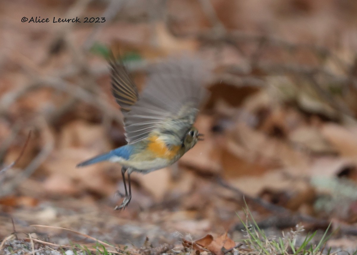 Red-flanked Bluetail - ML612909261
