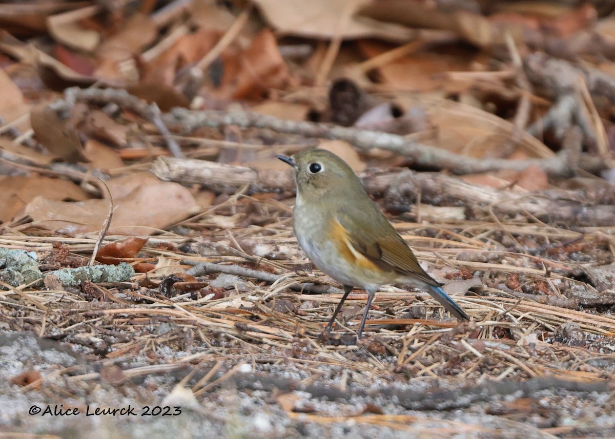 Red-flanked Bluetail - ML612909274