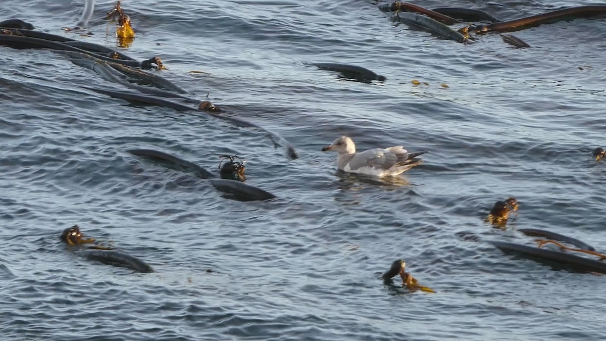 Glaucous-winged Gull - ML612909318