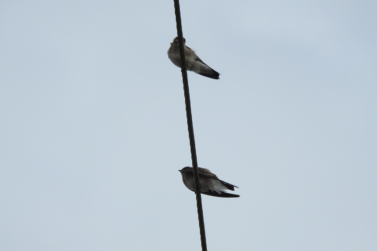 Northern Rough-winged Swallow - Steven Kaplan