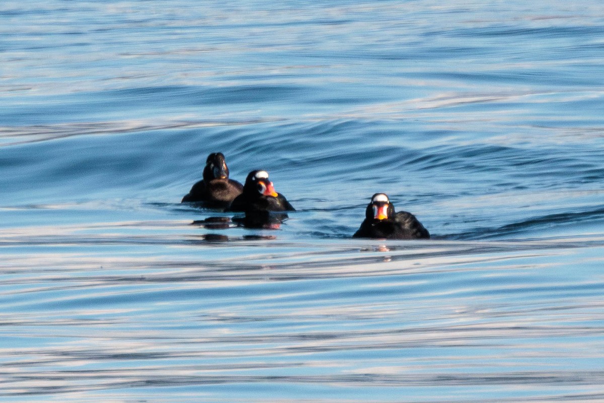 Surf Scoter - ML612909435