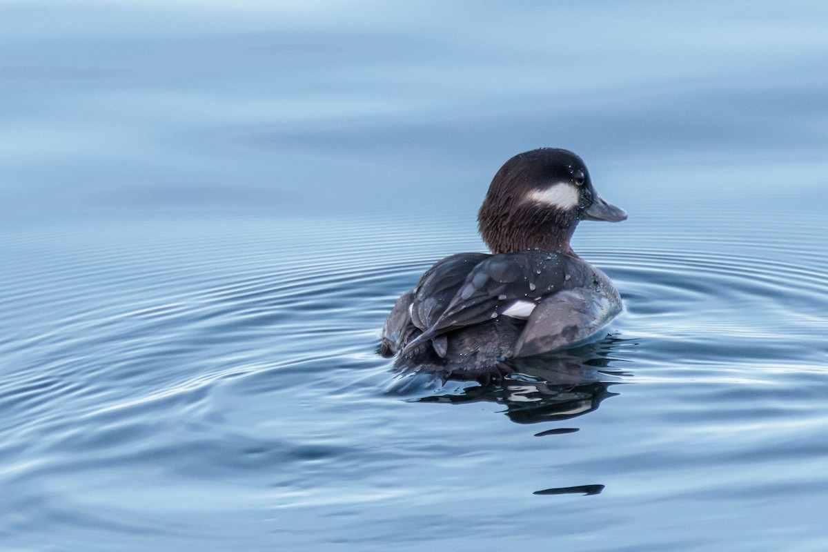 Bufflehead - Pierce Louderback