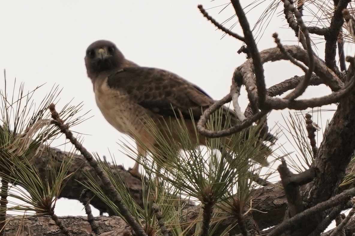 Red-tailed Hawk - ML612909524