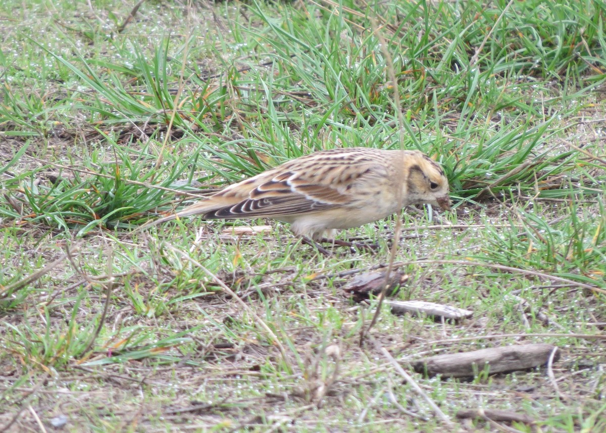 Lapland Longspur - James Bradley