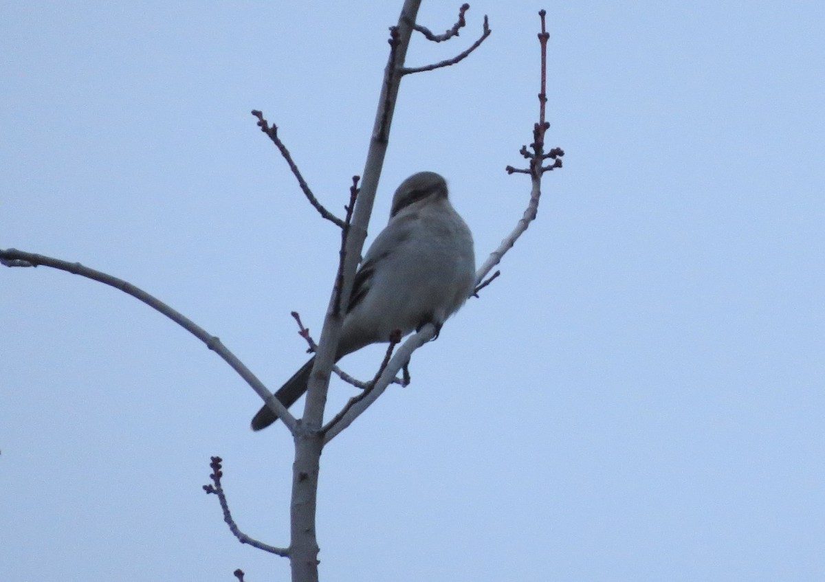 Northern Shrike - ML612909578