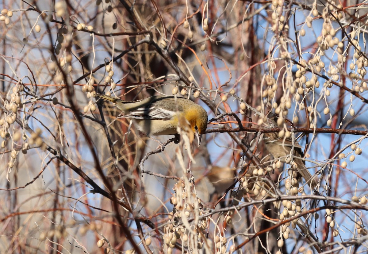 Bullock's Oriole - ML612909637