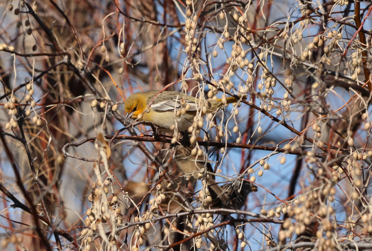 Bullock's Oriole - ML612909638