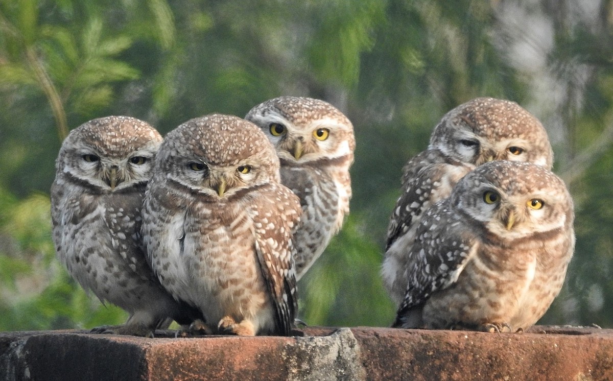 Spotted Owlet - ML612909694