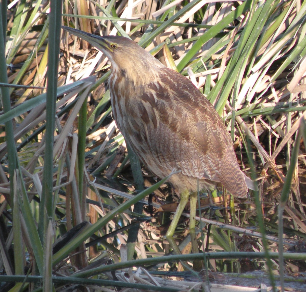 American Bittern - ML612909712