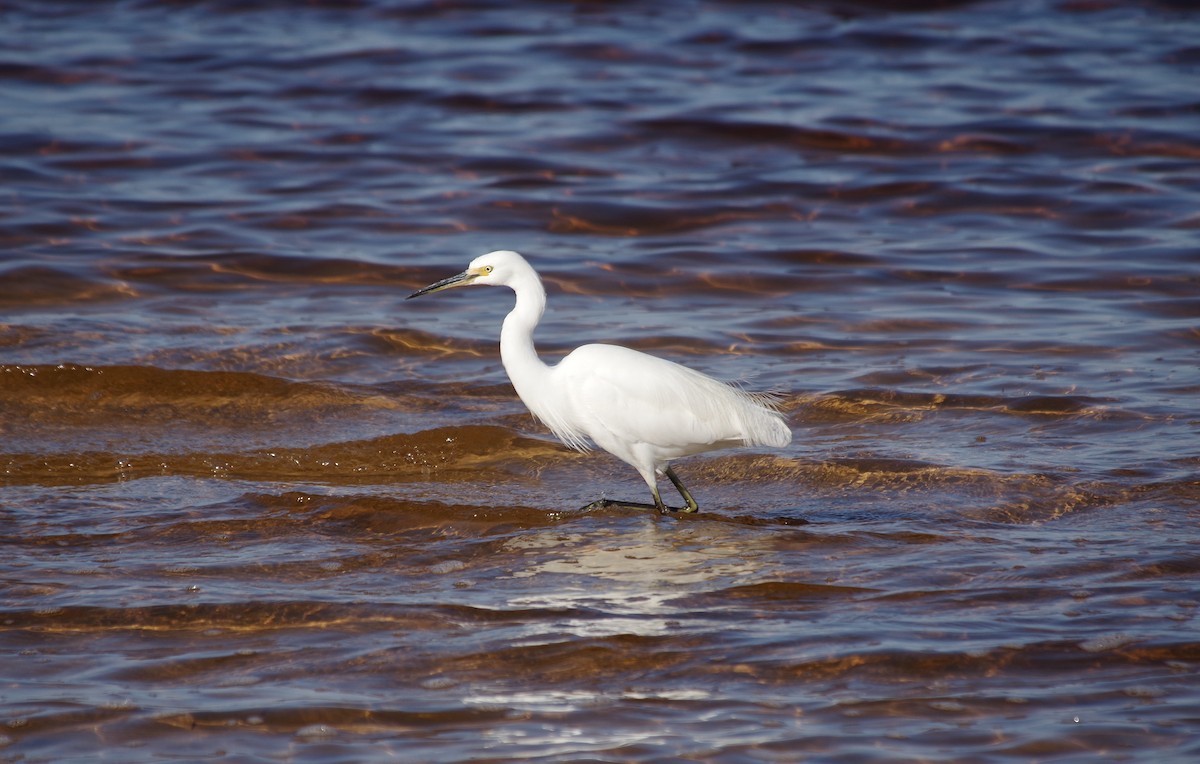 Little Egret - ML612909758