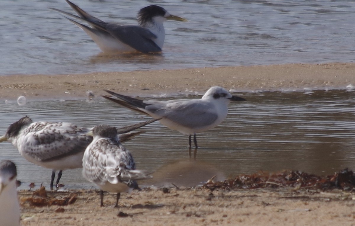 Gull-billed Tern - ML612909772