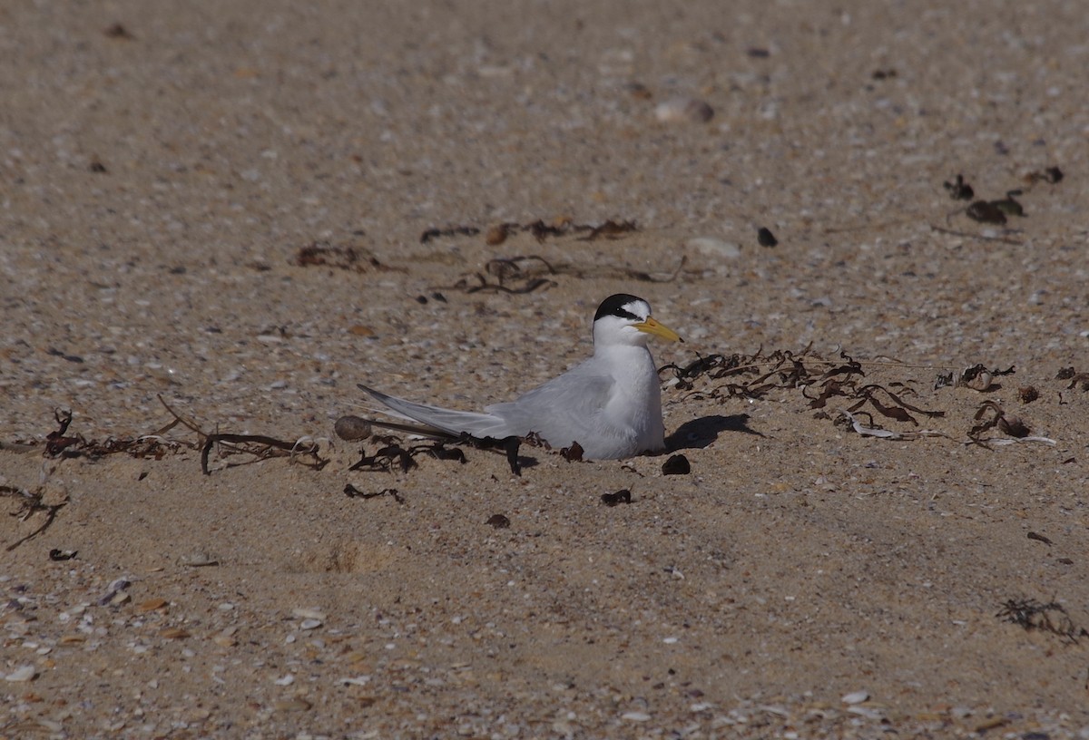 Little Tern - Max Weatherall