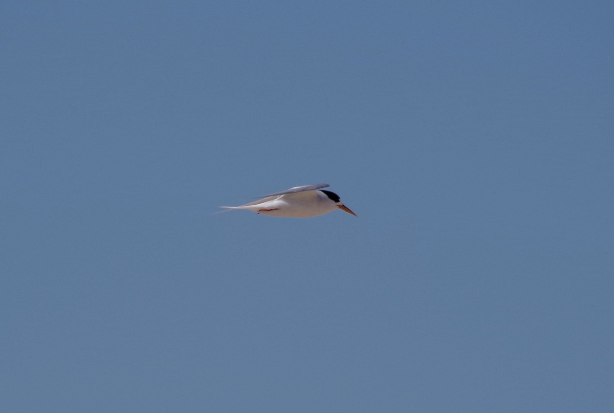 Australian Fairy Tern - ML612909879