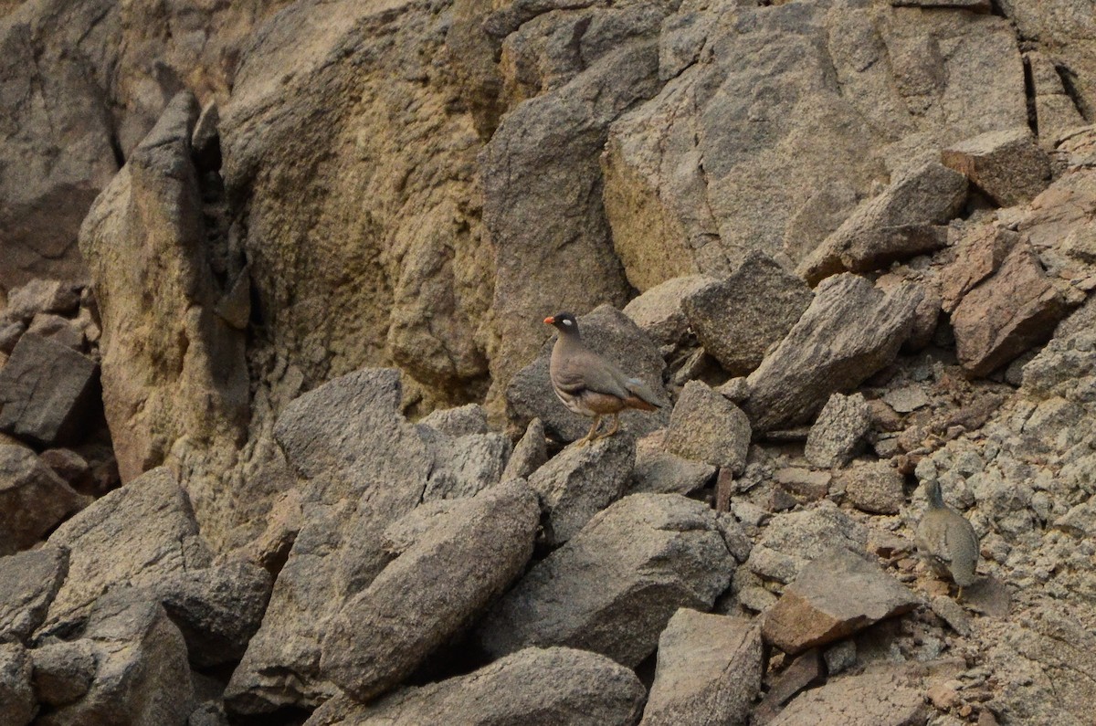 Sand Partridge - ML612909895