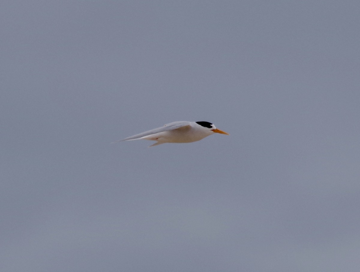 Australian Fairy Tern - ML612909909