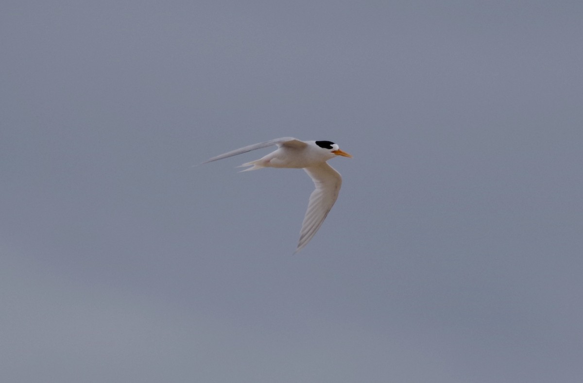 Australian Fairy Tern - ML612909910