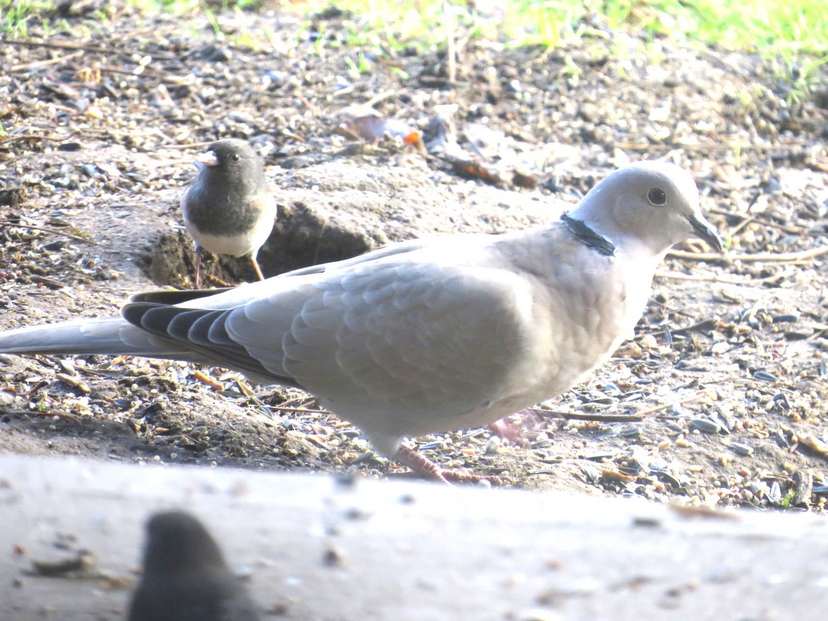 Eurasian Collared-Dove - ML612910004