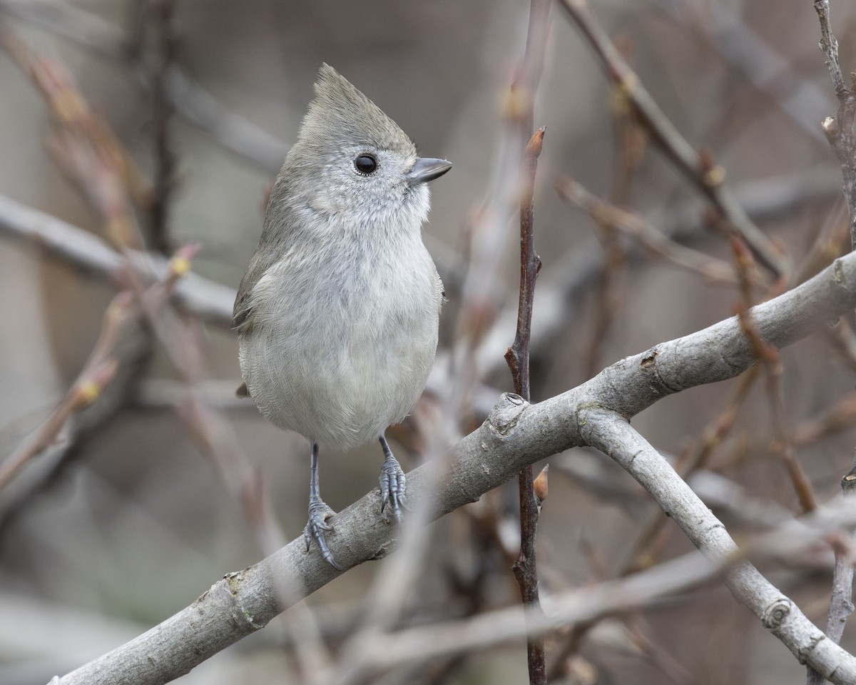 Oak Titmouse - ML612910095