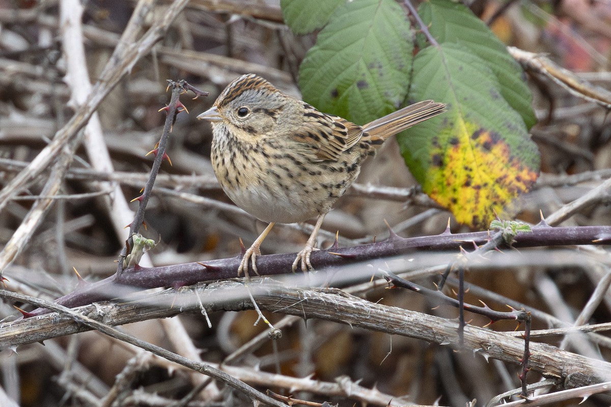 Lincoln's Sparrow - ML612910104