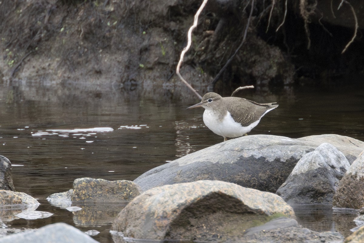 Spotted Sandpiper - Steve Abbott