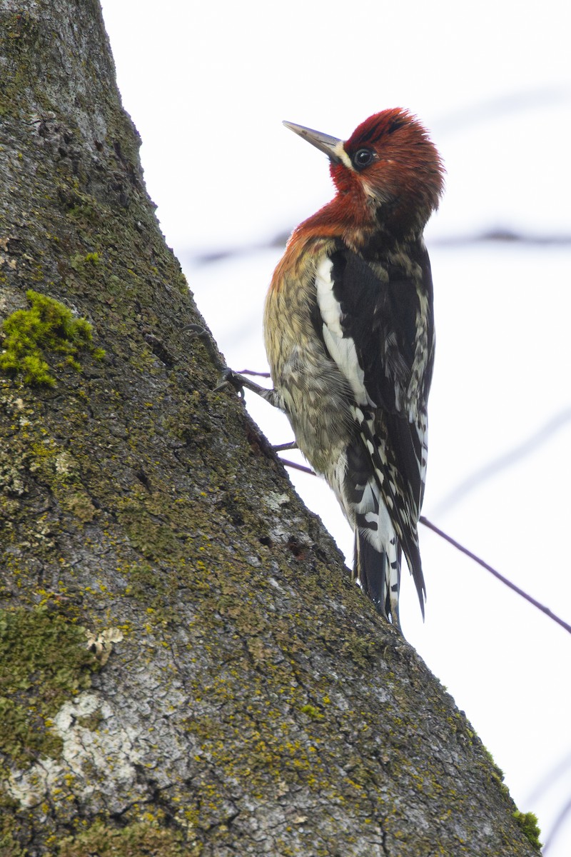 Red-breasted Sapsucker - Steve Abbott