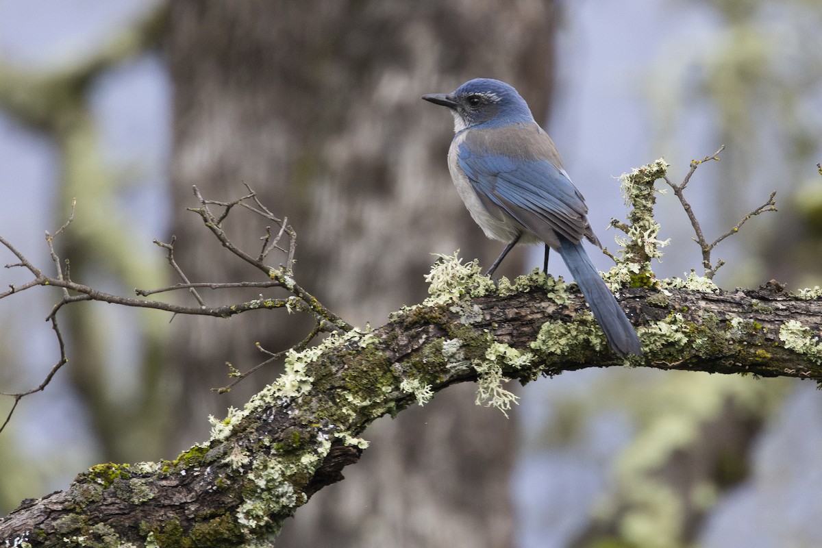 California Scrub-Jay - Steve Abbott