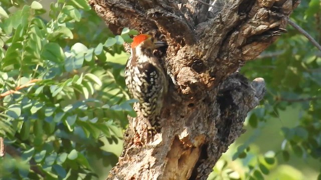 Yellow-crowned Woodpecker - ML612910223