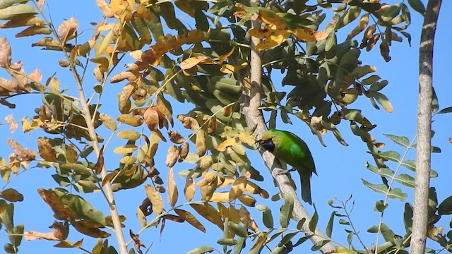 Jerdon's Leafbird - ML612910235