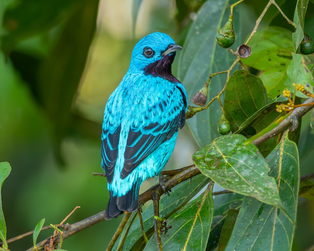 Turquoise Cotinga - ML612910255